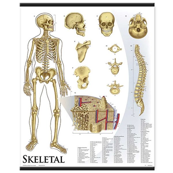 Denoyer-Geppert Charts/Posters, Skeletal System Mounted 1421-10